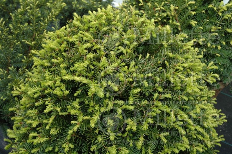 Taxus Globosa (English Yew conifer) 1