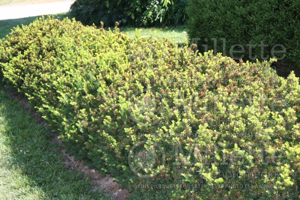 Taxus - yews hedge 3
