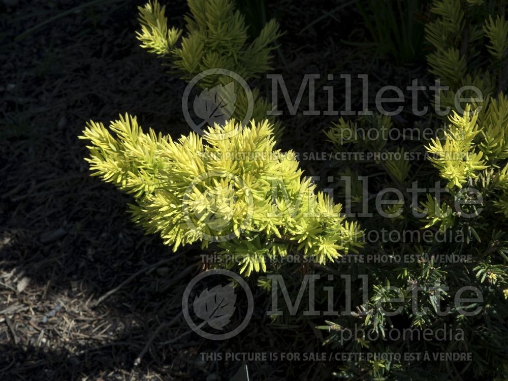 Taxus Nana Aurescens (English Yew conifer) 3