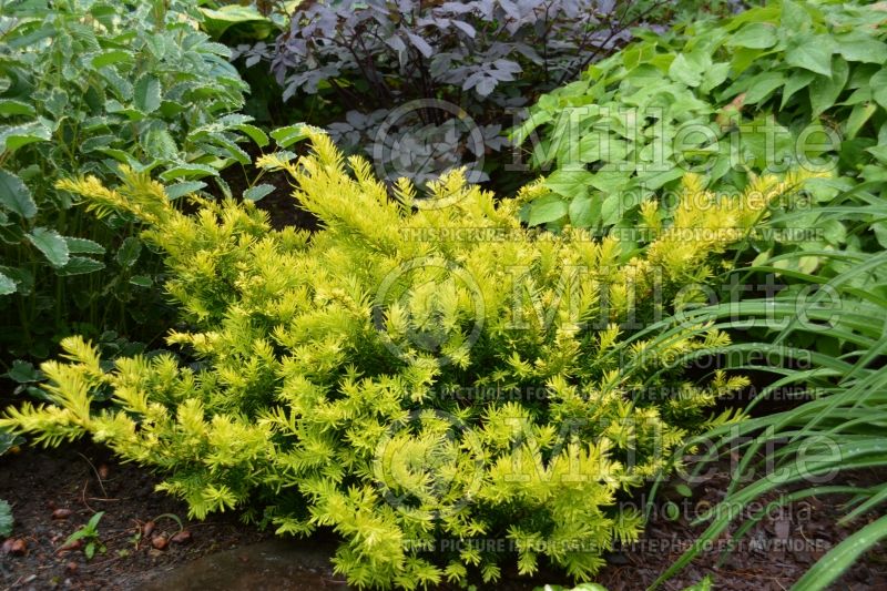 Taxus Nana Aurescens (English Yew conifer) 1