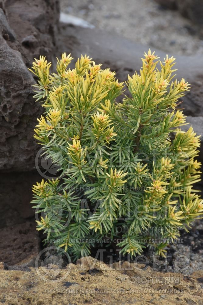 Taxus Nana Aurescens (English Yew conifer) 4