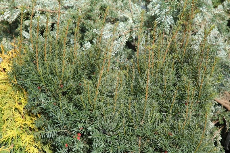 Taxus Nana (English Yew conifer) 2