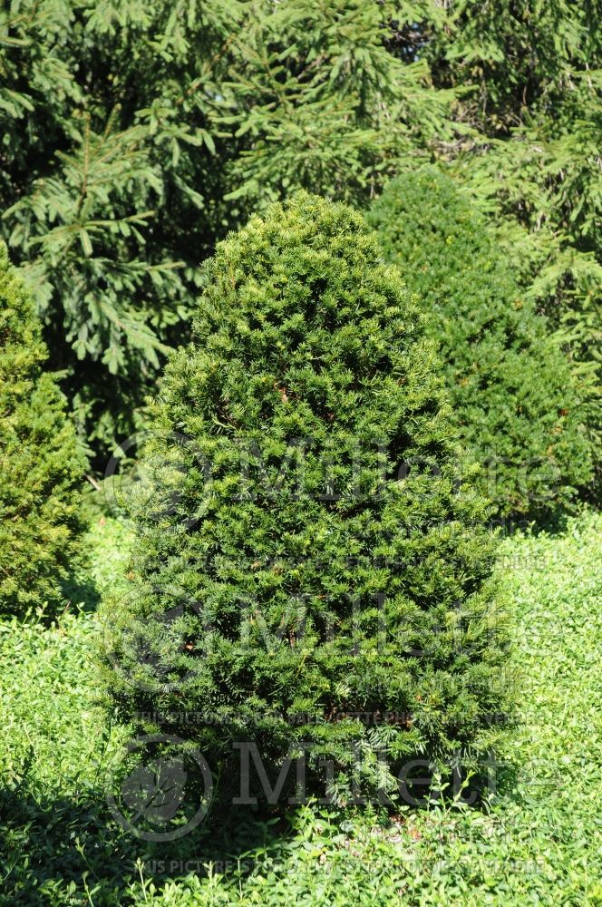 Taxus Tvurdy (English Yew conifer) 1