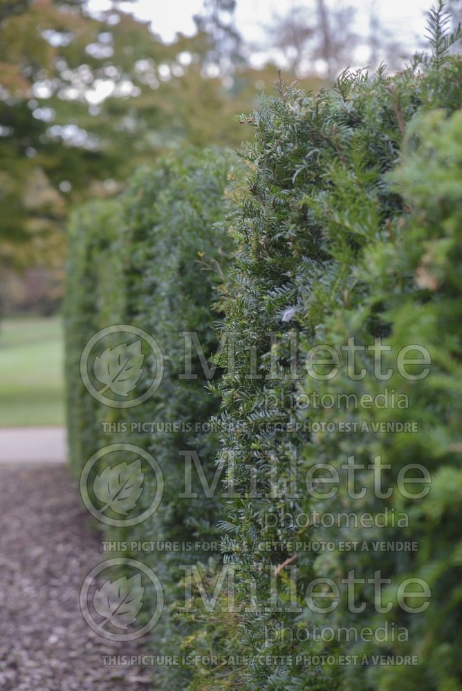 Taxus - yews hedge 1