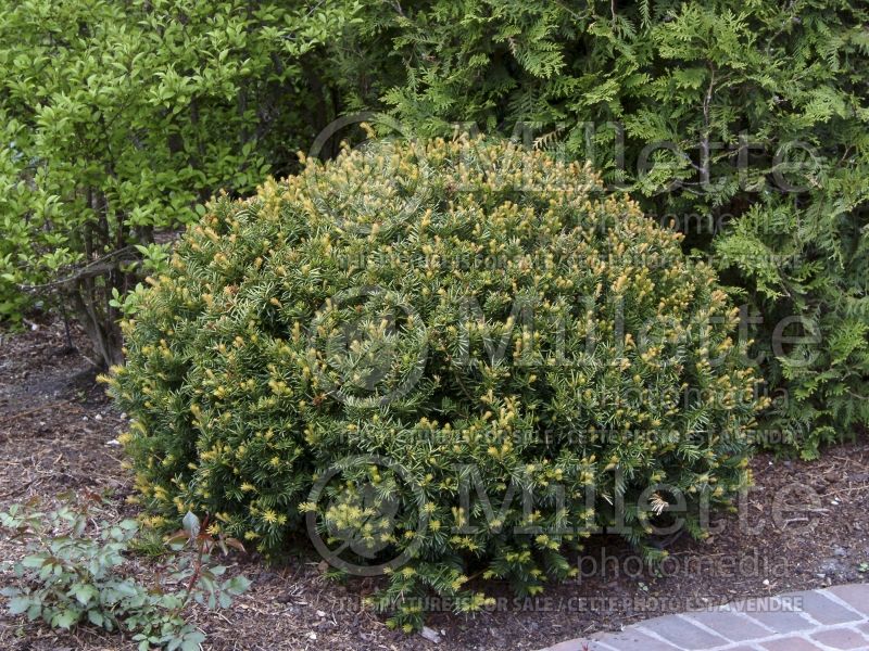 Taxus Brownii (English Yew conifer) 1