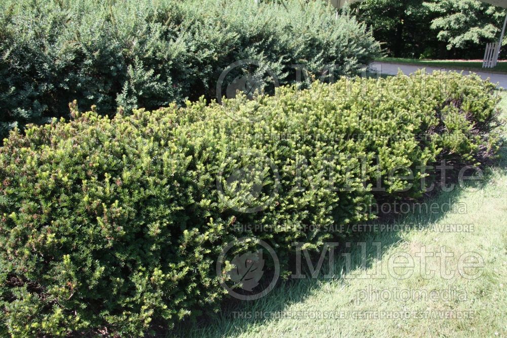 Taxus - yews hedge 4