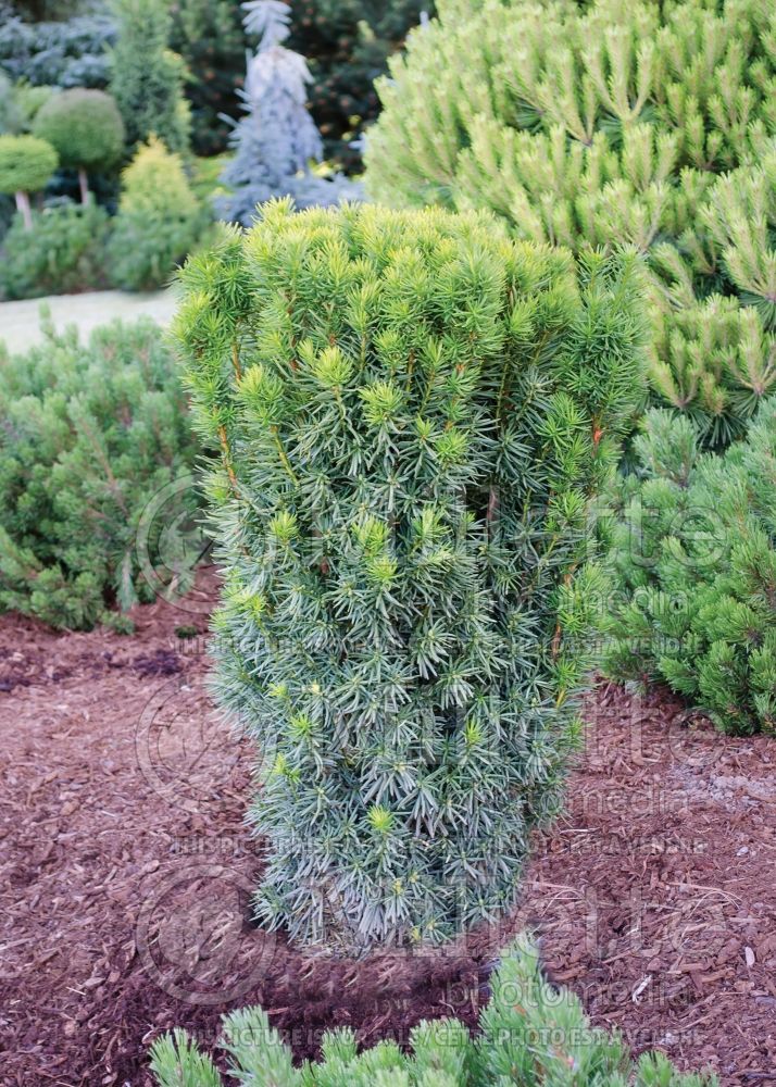 Taxus media Citation (yew conifer) 1