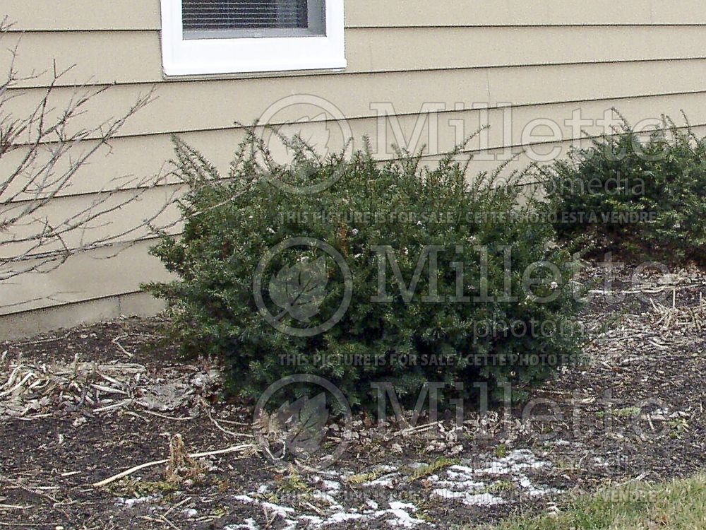 Taxus Dark Green Spreader (English Yew conifer) 1