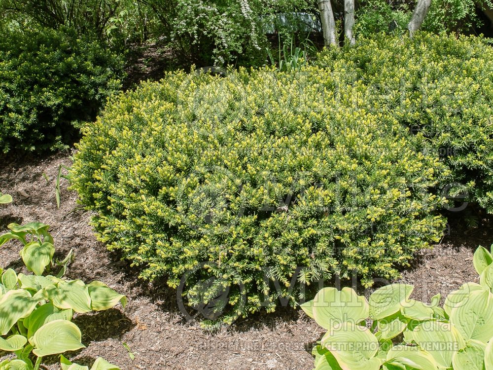 Taxus Densiformis (English Yew conifer) 1