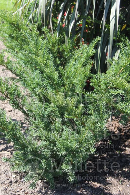 Taxus Densiformis (English Yew conifer) 3