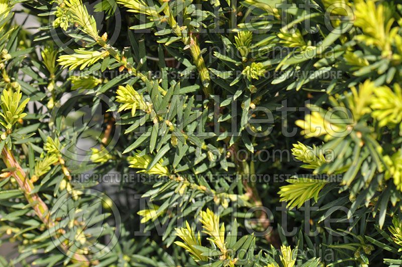 Taxus Hicksii (English Yew conifer) 6