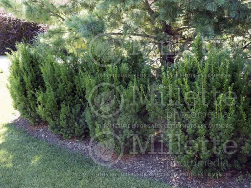 Taxus Hicksii (English Yew conifer) 12