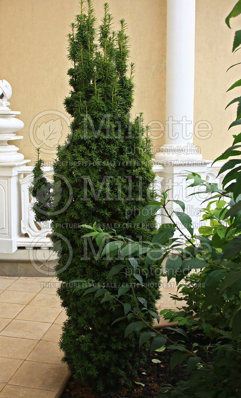 Taxus Hicksii (English Yew conifer) 1