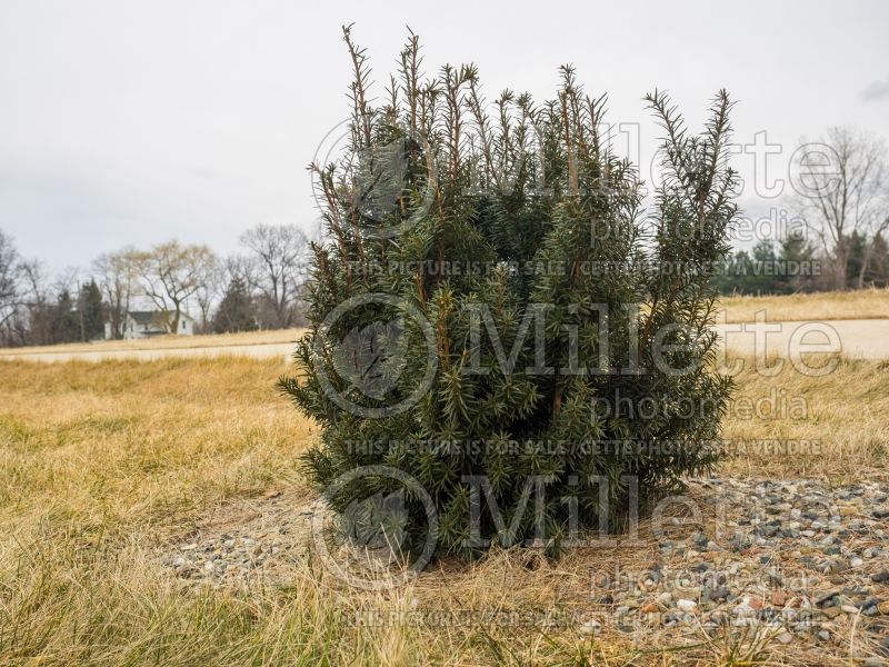 Taxus Hicksii (English Yew conifer) 13