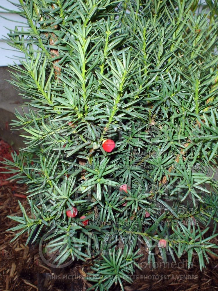 Taxus Hicksii (English Yew conifer) 5