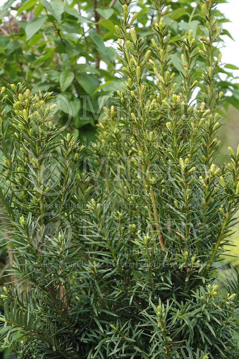 Taxus Hicksii (English Yew conifer) 7