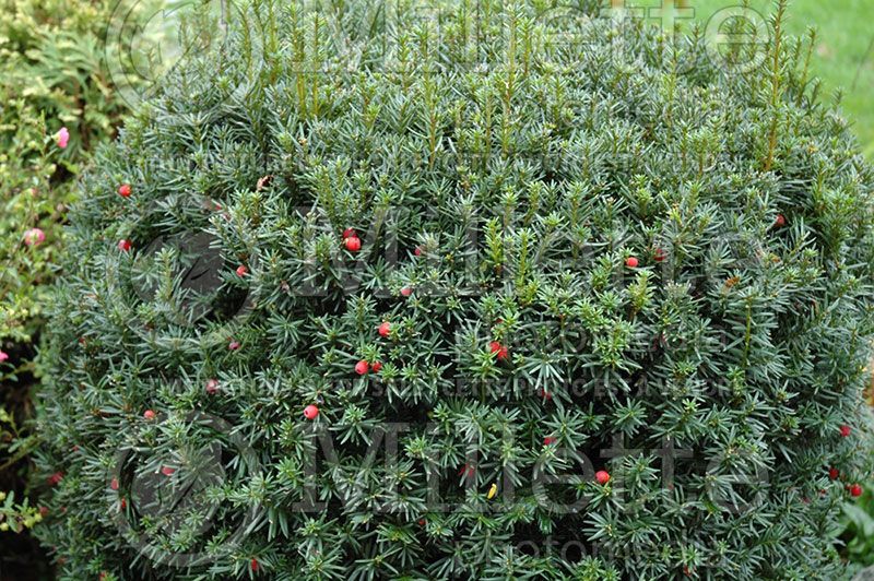 Taxus Hicksii (English Yew conifer) 9