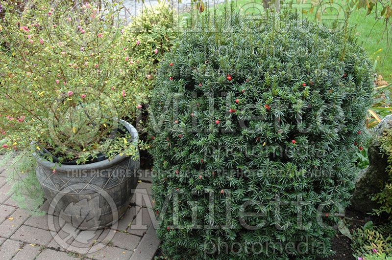 Taxus Hicksii (English Yew conifer) 10