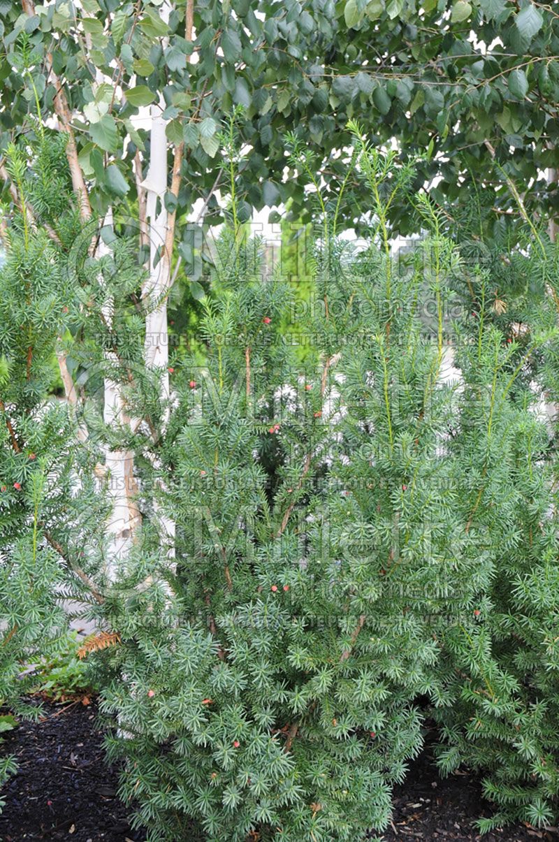 Taxus Hicksii (English Yew conifer) 11