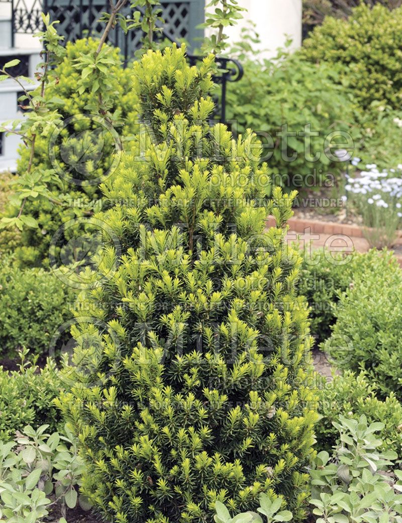 Taxus Hicksii (English Yew conifer) 2