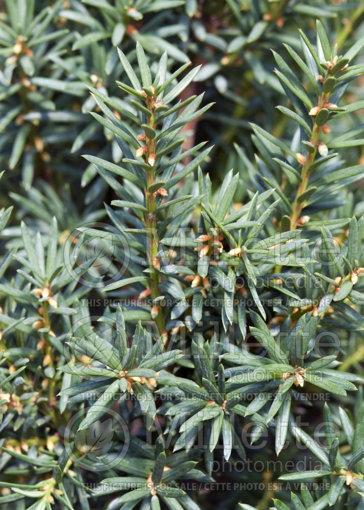 Taxus Hicksii (English Yew conifer) 3