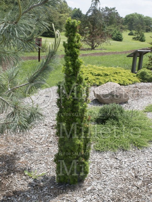 Taxus Maureen (English Yew conifer) 1