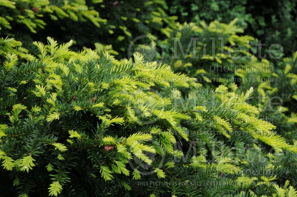 Taxus Sunburst (English Yew conifer) 1