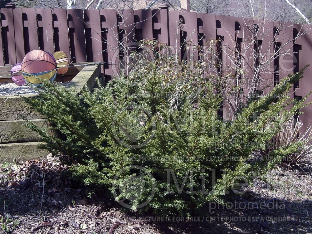 Taxus Tauntonii (English Yew conifer) 2