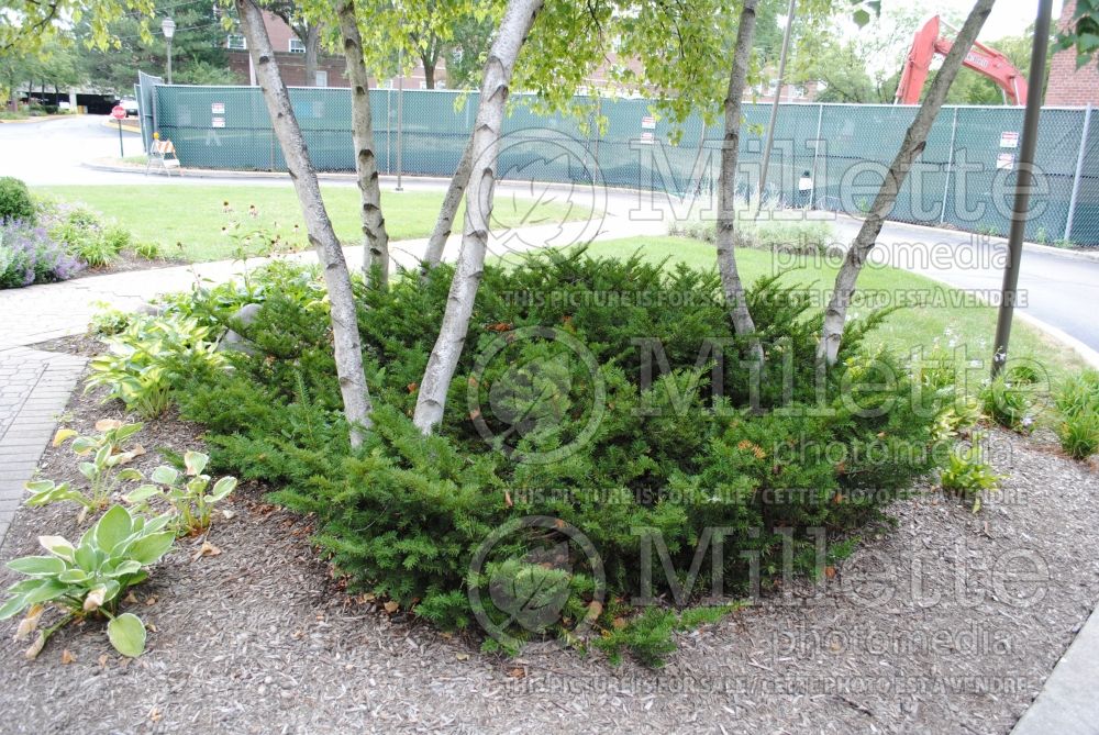 Taxus Tauntonii (English Yew conifer) 1