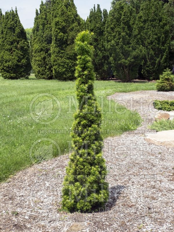 Taxus Viridis (English Yew conifer) 1