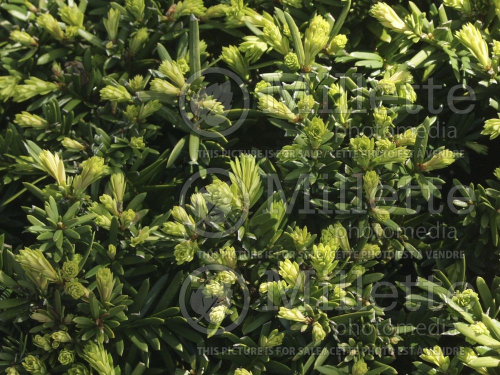 Taxus Wardii (English Yew conifer) 5