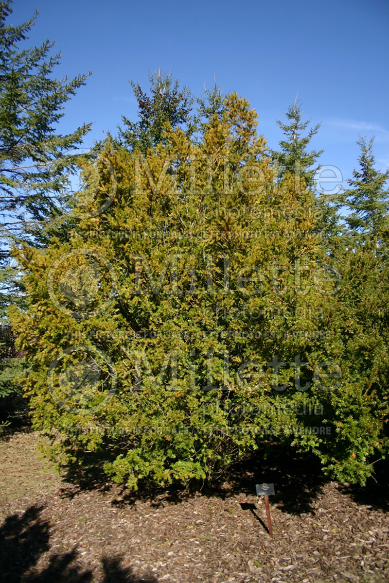 Taxus Wardii (English Yew conifer) 1