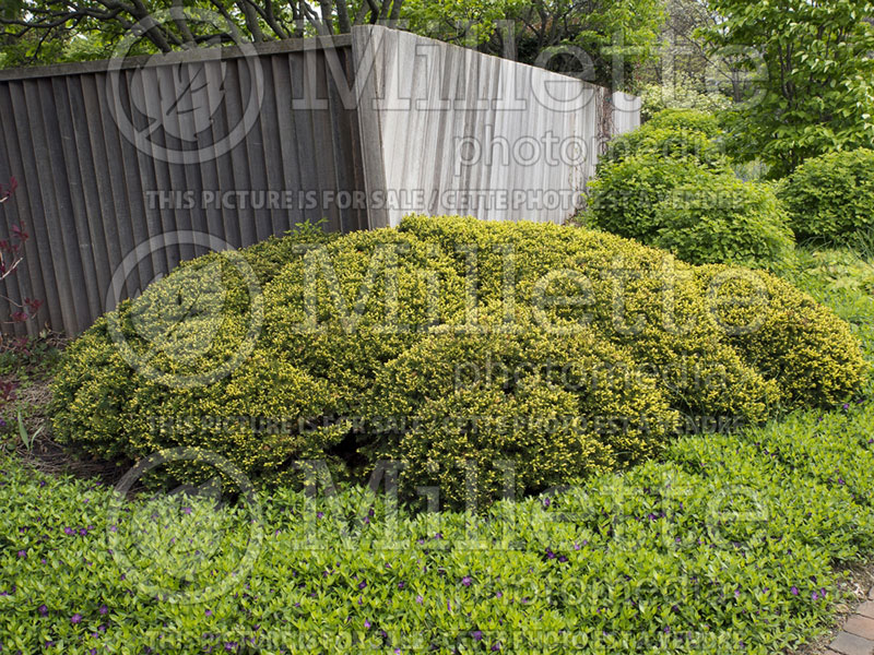 Taxus Wardii (English Yew conifer) 2