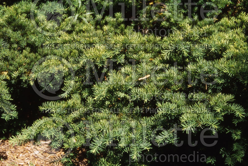 Taxus Morden (English Yew conifer) 1