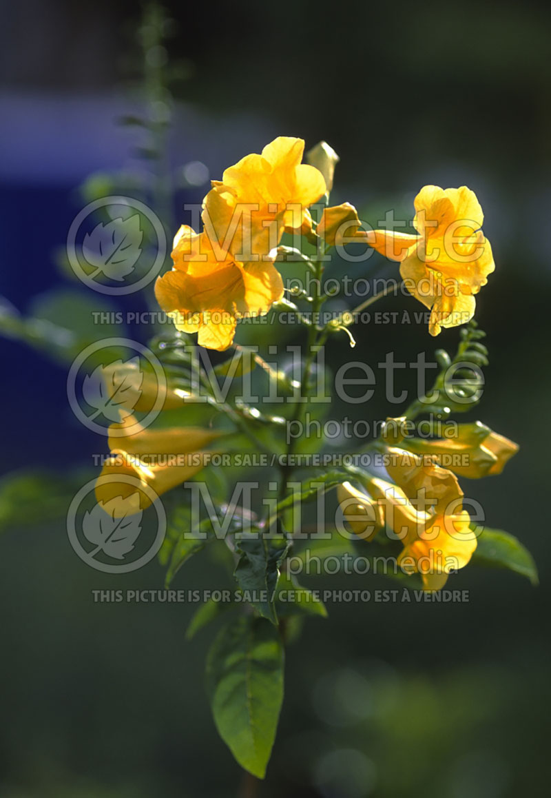 Tecoma Gold Star aka Esperanza  (Yellow trumpetbush, yellow bells, yellow elder) 1  