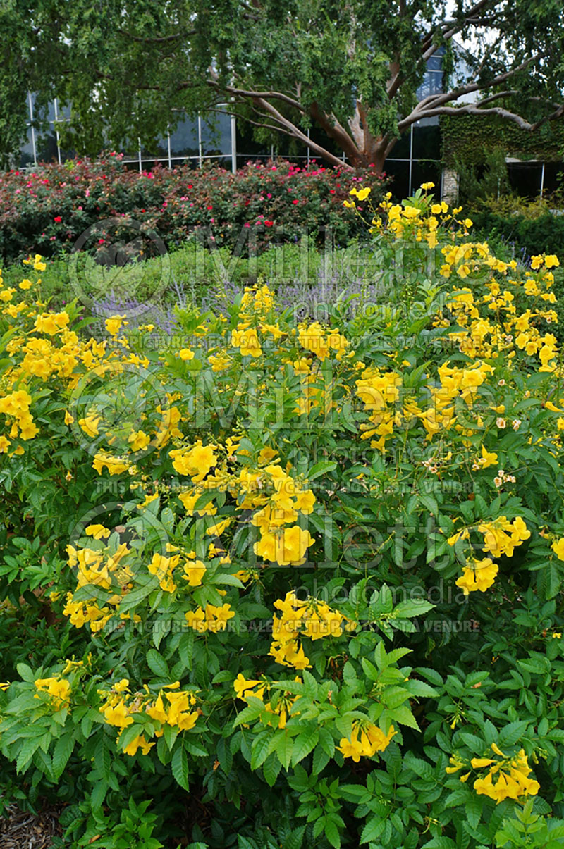 Tecoma Mayan Gold (ellow trumpetbush, yellow bells, yellow elder) 4  