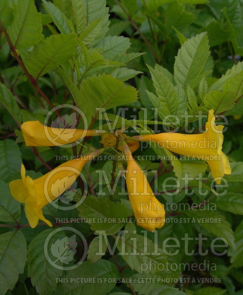 Tecoma Mayan Gold (Yellow trumpetbush, yellow bells, yellow elder) 3  