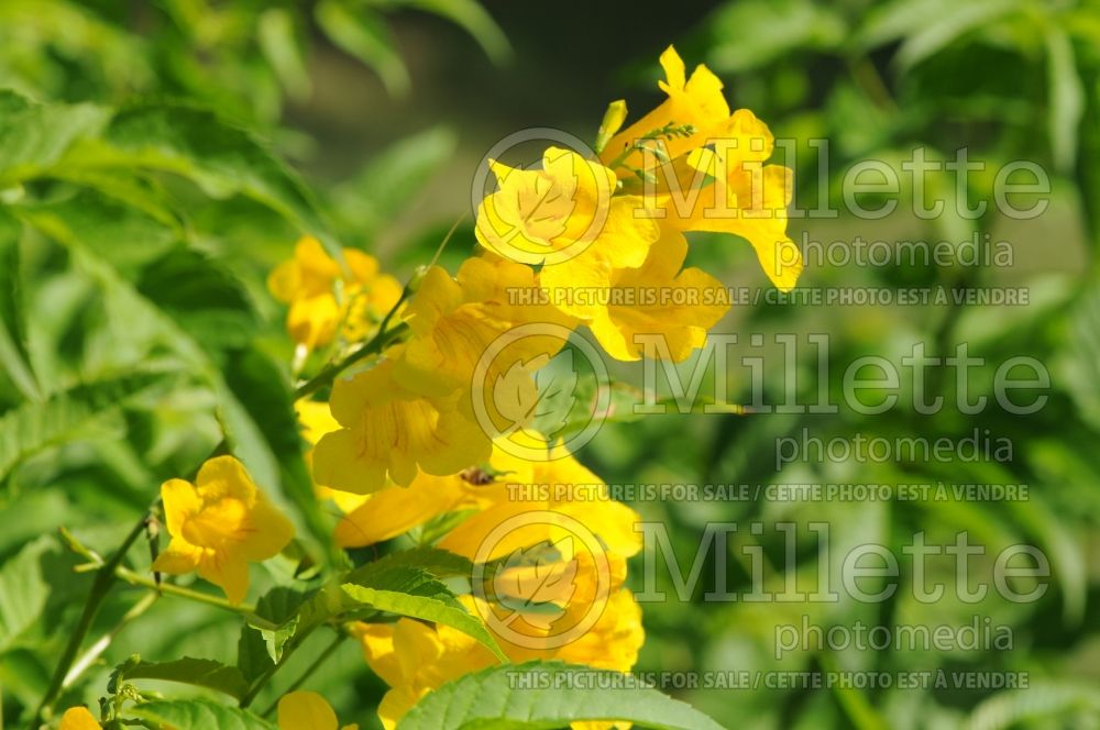 Tecoma stans (ellow trumpetbush, yellow bells, yellow elder) 2  