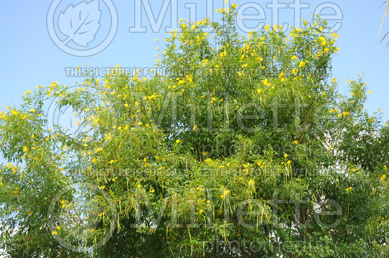 Tecoma stans (ellow trumpetbush, yellow bells, yellow elder) 3  