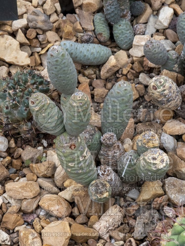 Tephrocactus diadematus (Spruce Cone Cholla Cactus) 1
