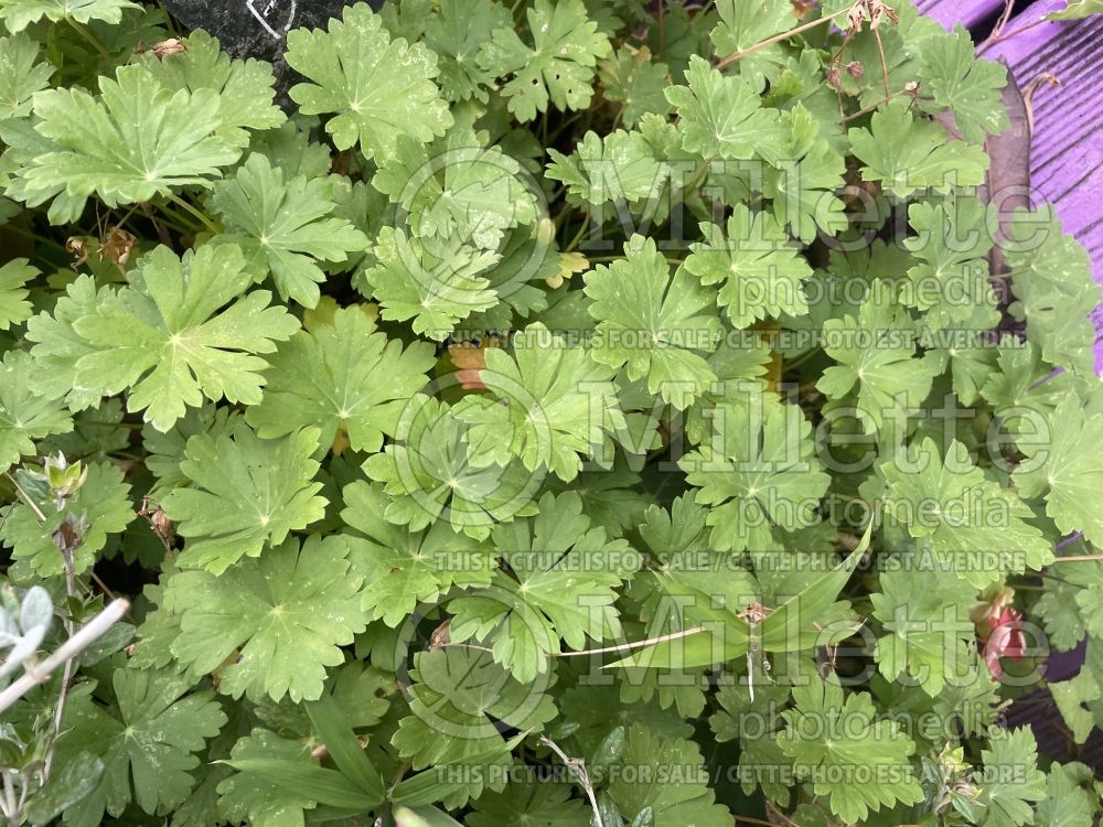 Teucrium fruticans (Tree Germander) 1