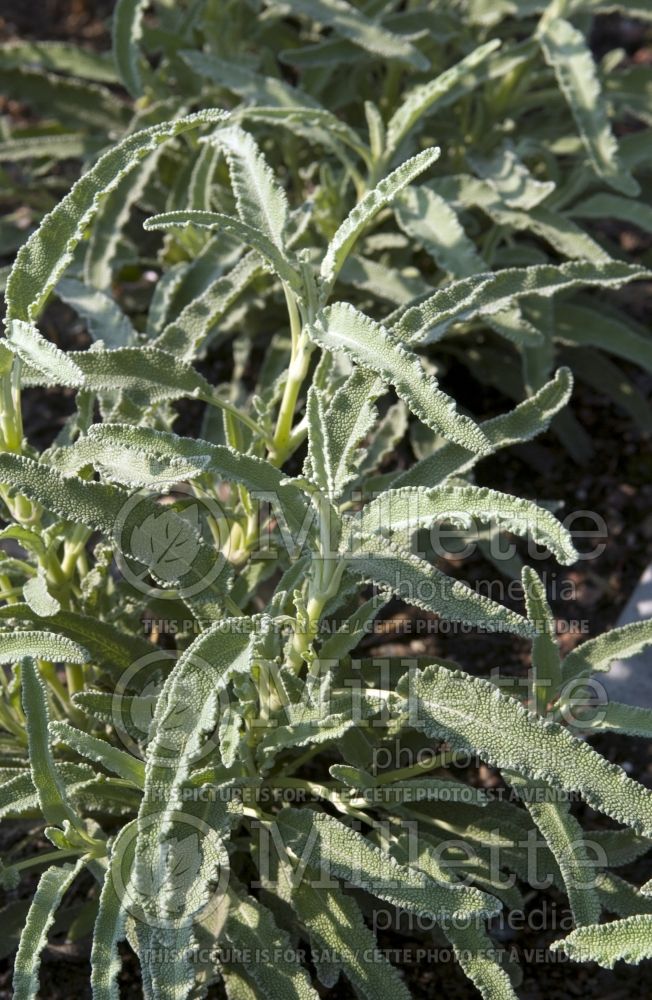 Teucrium Crispum (Germander) 1