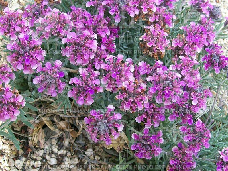 Teucrium aroanium (Germander) 1