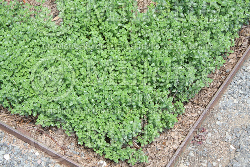 Teucrium chamaedrys (wall germander) 1