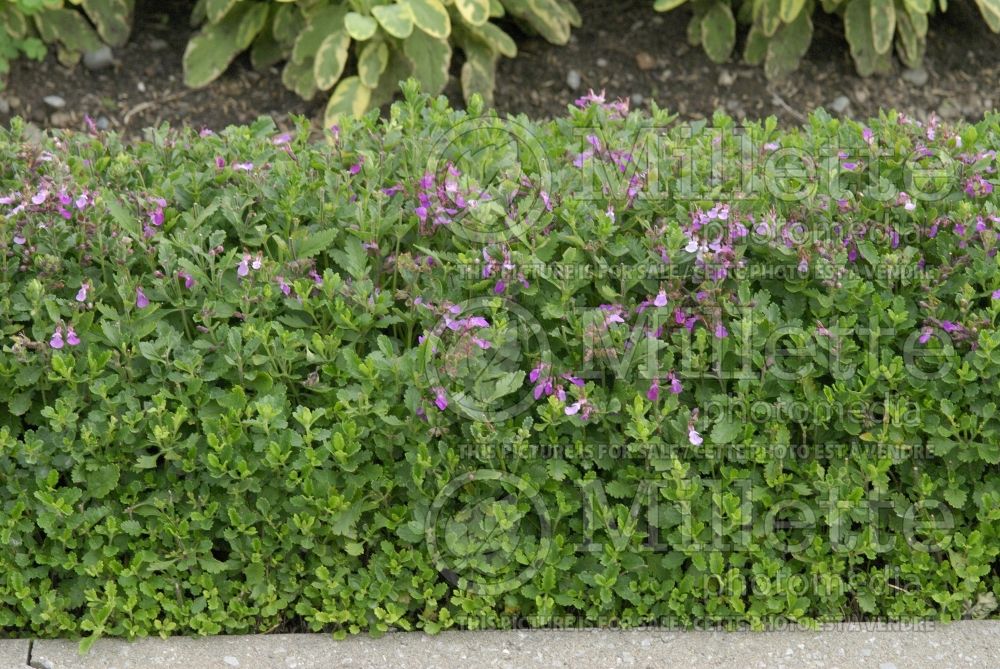 Teucrium chamaedrys (wall germander) 2