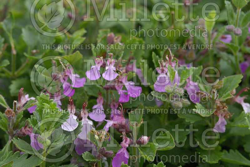 Teucrium chamaedrys (wall germander) 5