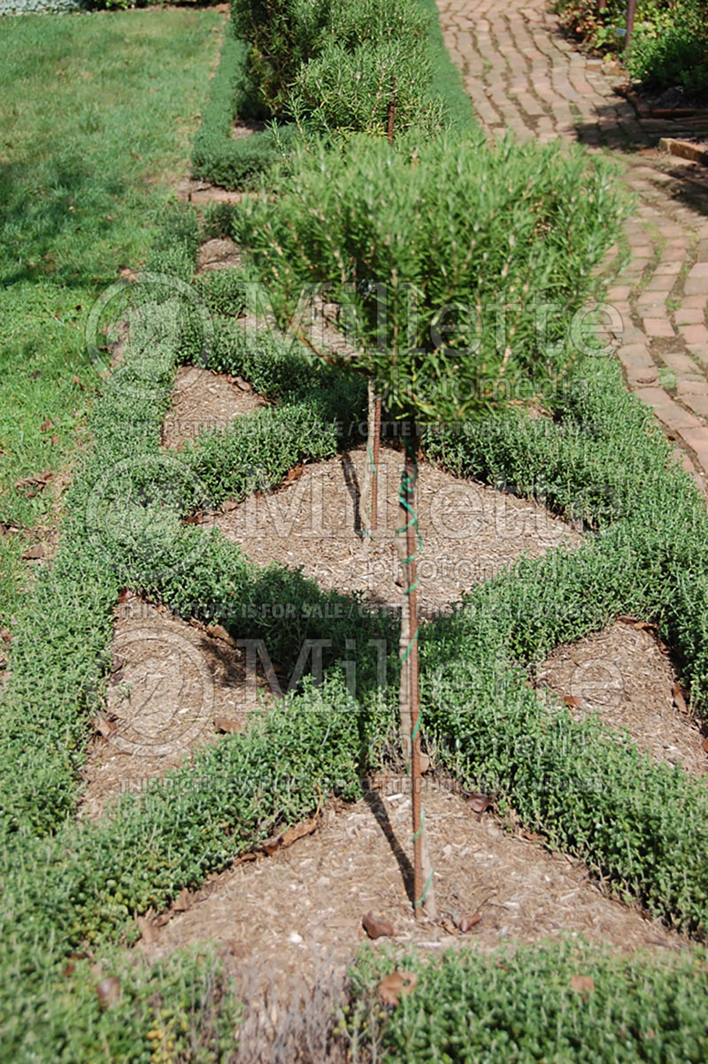 Teucrium chamaedrys (wall germander) 7