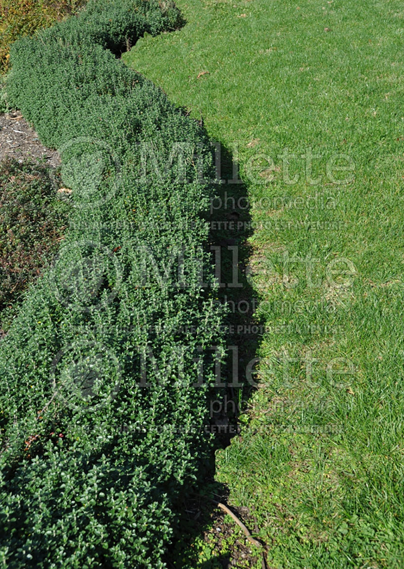 Teucrium chamaedrys (wall germander) 8