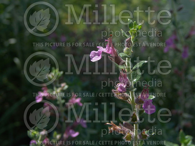 Teucrium chamaedrys (wall germander) 6