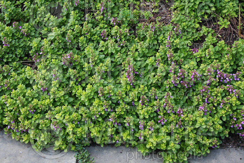 Teucrium Summer Sunshine (Germander) 1